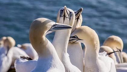 开云体育在线-中国足协发布加强和改进2026年裁判工作的若干措施